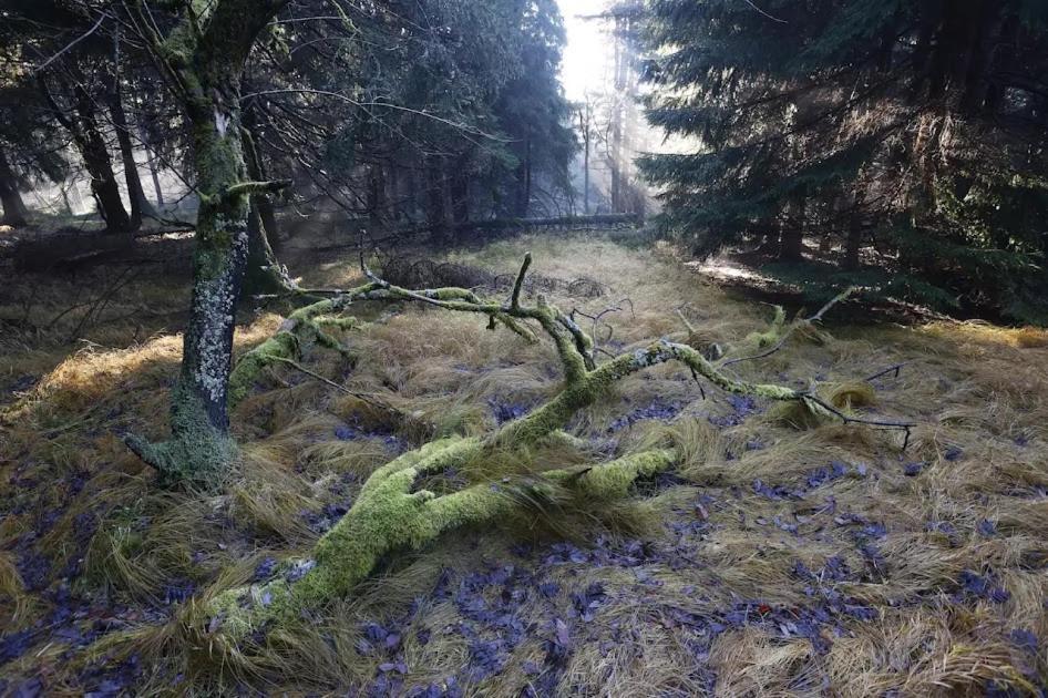Wellness Pension Iveta Žacléř Εξωτερικό φωτογραφία