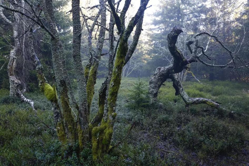 Wellness Pension Iveta Žacléř Εξωτερικό φωτογραφία